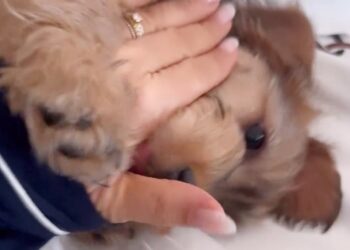 Sonia Bruganelli cerca uno psichiatra per il suo cane Beppe