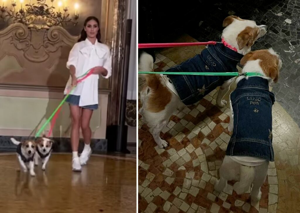Cecilia Rodriguez sfila alla Milano Fashion Week con i suoi cani per il brand di accessori per animali domestici: guarda Cecilia Rodriguez sfila alla Milano Fashion Week con i suoi cani per il brand di accessori per animali domestici: guarda