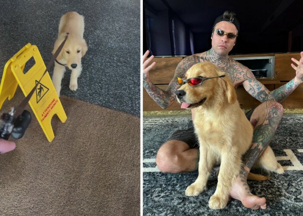 Fedez rivela il particolare nome che ha dato al suo nuovo cucciolo di Golden Retriever: ecco come si chiama il cane Fedez rivela il particolare nome che ha dato al suo nuovo cucciolo di Golden Retriever: ecco come si chiama il cane