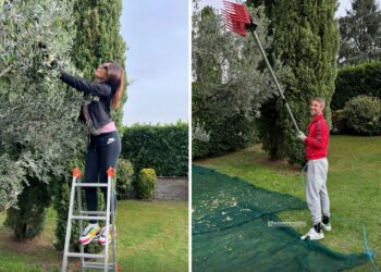 Flavio Montrucchio e Alessia Mancini raccolgono le olive della loro terra