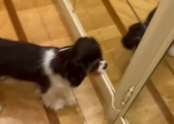 Mara Venier regala un cane al marito Nicola Carraro