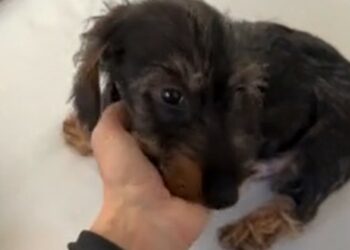 Katia Pedrotti pazza del nuovo cucciolo Anacleto Katia Pedrotti pazza del nuovo cucciolo Anacleto