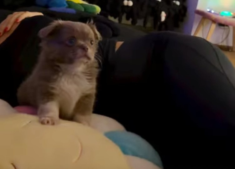 Fedez presenta il nuovo cane Maurizio: guarda il cucciolo